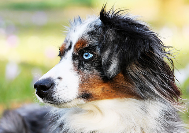 Kokosöl für Hunde Pflege &amp; Schutz vor Zecken Dr. Goerg Dr. Goerg